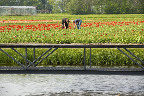 Floriculturists working in the fields of colorful tulips at Keukenhof park Lisse South Holland Netherlands Europe