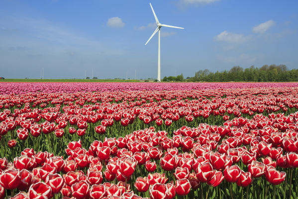 Multicolored tulips surrounded by green meadows and wind turbines Berkmeer Koggenland Netherlands North Holland Europe