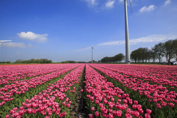 Multicolored tulips surrounded by green meadows and wind turbines Berkmeer Koggenland Netherlands North Holland Europe