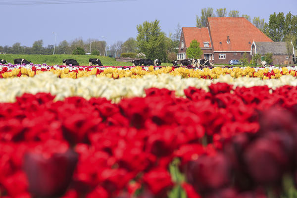 Colorful tulip fields surrounded by green meadows and cows Berkmeer Koggenland North Holland Netherlands Europe