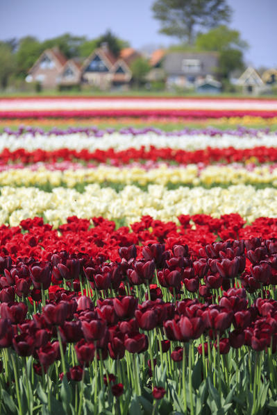 Multicolored tulip fields frame the village in spring Berkmeer Koggenland North Holland Netherlands Europe