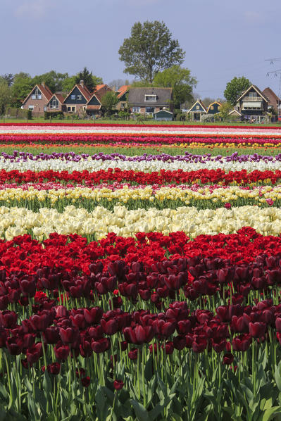 Multicolored tulip fields frame the village in spring Berkmeer Koggenland North Holland Netherlands Europe