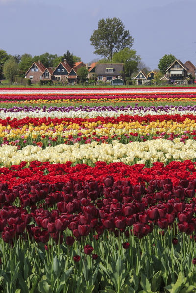 Multicolored tulip fields frame the village in spring Berkmeer Koggenland North Holland Netherlands Europe