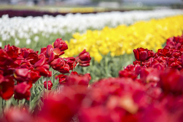 Colorful tulip fields in spring Berkmeer Koggenland North Holland Netherlands Europe