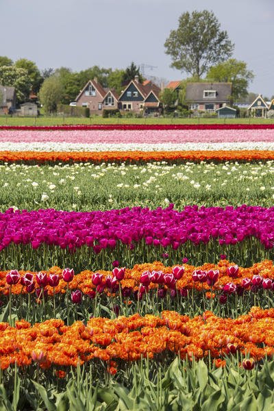 Multicolored tulip fields frame the village in spring Berkmeer Koggenland North Holland Netherlands Europe