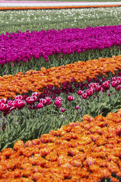 Multicolored tulip fields in spring Berkmeer Koggenland North Holland Netherlands Europe