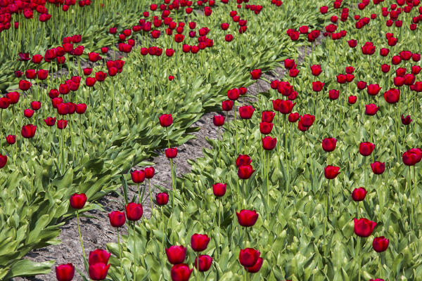 Red tulip fields and green grass in spring Berkmeer Koggenland North Holland Netherlands Europe