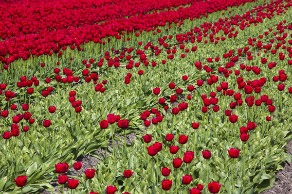 Red tulip fields in spring Berkmeer Koggenland North Holland Netherlands Europe