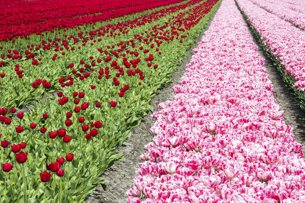 Multicolored tulip fields in spring Berkmeer Koggenland North Holland Netherlands Europe