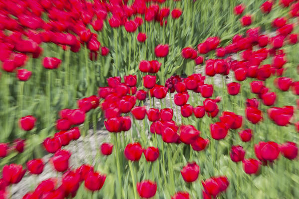 Red tulip fields in spring Berkmeer Koggenland North Holland Netherlands Europe