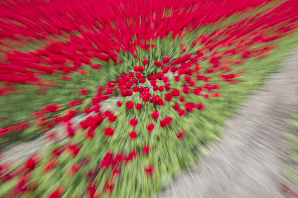 Red tulip fields in spring Berkmeer Koggenland North Holland Netherlands Europe
