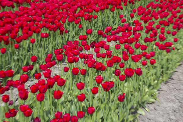 Red tulip fields in spring Berkmeer Koggenland North Holland Netherlands Europe
