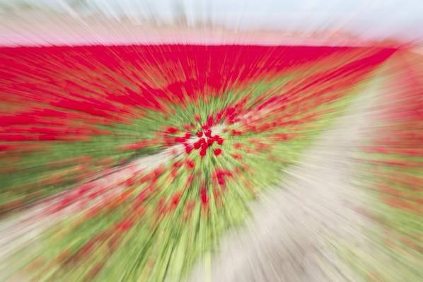 Red tulip fields in spring Berkmeer Koggenland North Holland Netherlands Europe