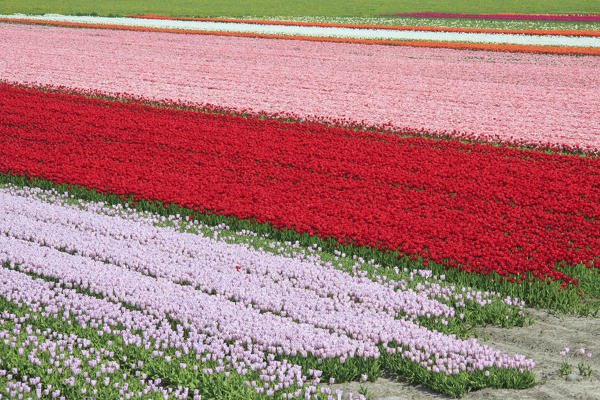 The colorful tulip fields in spring Berkmeer Koggenland North Holland Netherlands Europe