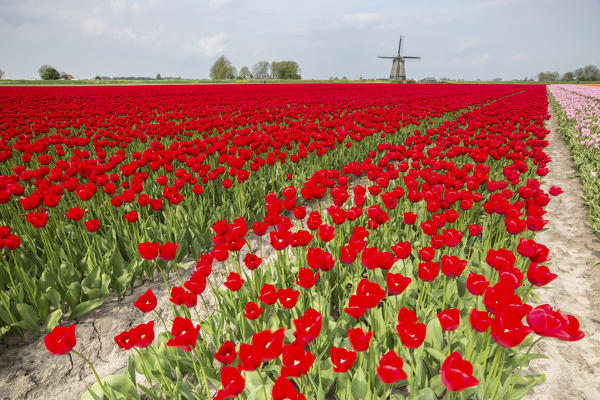 Multicolored tulip fields frame the windmill in spring Berkmeer Koggenland North Holland Netherlands Europe