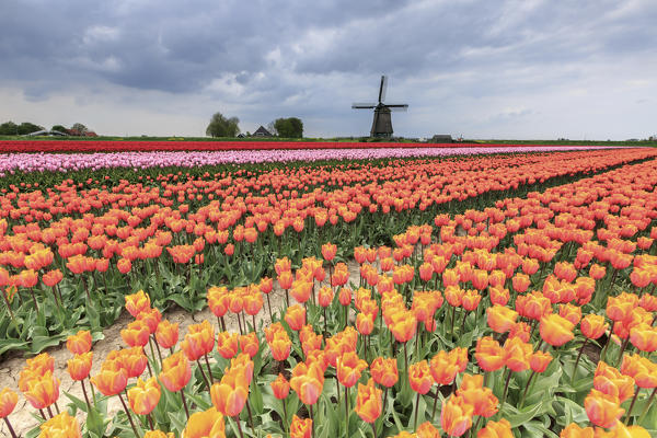Dark clouds on fields of multicolored tulips and windmill Berkmeer Koggenland North Holland Netherlands Europe