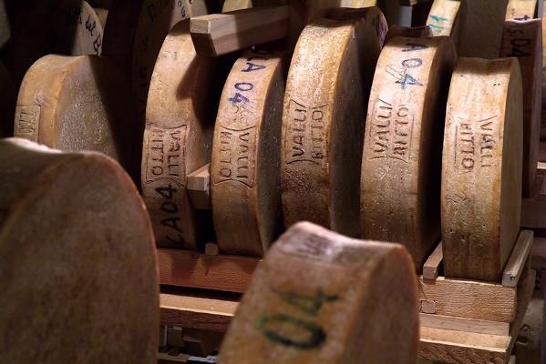 Bitto cheese in the cellars in Val Gerola, Valtellina, Lombardy Italy Europe