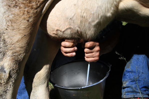 A farmer milking a cow in order to produce the Bitto cheese in the Bitto Valleys in Valtellina, Lombardy Italy Europe