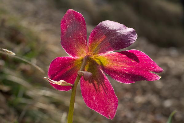 Helleborus niger, commonly called Christmas rose or black hellebore, is an evergreen perennial flowering plant in the buttercup family, Ranunculaceae. Lombardy Italy Europe