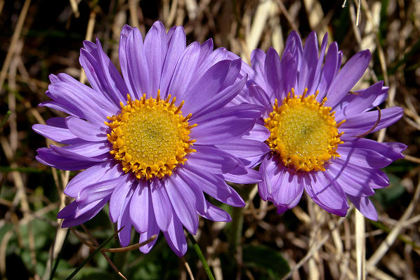 Aster alpinus (Alpine aster) is an ornamental plant native to the mountains of Europe (including the Alps). Lombardy Italy 