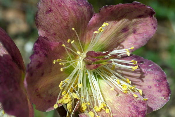 Helleborus niger, commonly called Christmas rose or black hellebore, is an evergreen perennial flowering plant in the buttercup family, Ranunculaceae Lombardy Italy Europe