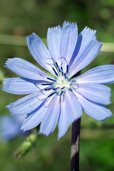 Cicerbita alpina, commonly known as the Alpine Sow-thistle or Alpine Blue Sow-thistle is a perennial herbaceous species of plant belonging to the genus Cicerbita of the Asteraceae family. It is native to upland and mountainous parts of Europe. Lombardy Italy 