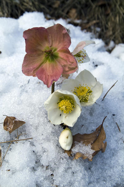 Helleborus niger, commonly called Christmas rose or black hellebore, is an evergreen perennial flowering plant in the buttercup family, Ranunculaceae. Lombardy Italy Europe