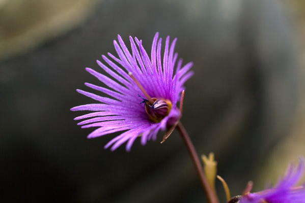 The genus Soldanella, commonly known in English as snowbell, includes about 15 species of flowering plants native to European mountains, growing in woods, damp pastures and rocky landscapes often in hollows which hold snow into late spring and early summer. The name Soldanella means 