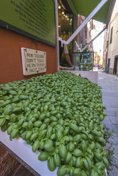 Fresh basil ingredient of typical pesto alla genovese sauce in the shops of Portovenere La Spezia province Liguria Italy Europe