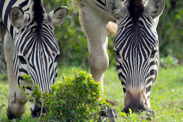 Calm zebras eating grass in the savannah of Addo National Park in South Africa