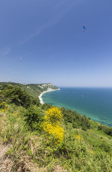 Yellow flowers on the promontory overlooking the turquoise sea province of Ancona Conero Riviera Marche Italy Europe