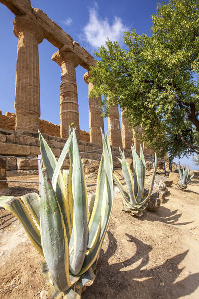 The Temple of Juno a Greek temple of the ancient city of Akragas located in the Valle dei Templi Agrigento Sicily Italy Europe