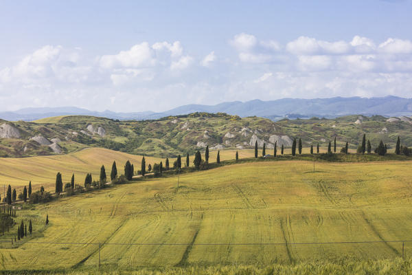 Blue sky frames the green hills and typical cypresses of Crete Senesi (Senese Clays) province of Siena Tuscany Italy Europe