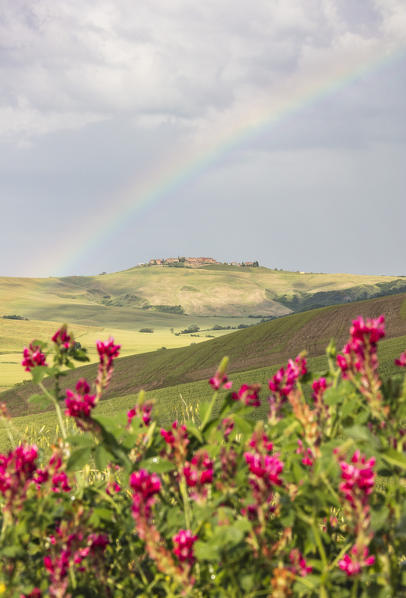 Red flowers and rainbow frame the green hills and farmland of Crete Senesi (Senese Clays) province of Siena Tuscany Italy Europe