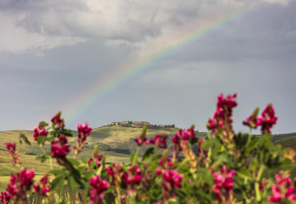 Red flowers and rainbow frame the green hills and farmland of Crete Senesi (Senese Clays) province of Siena Tuscany Italy Europe