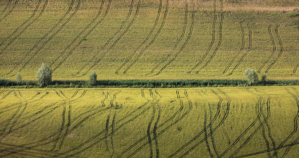Details of the curved shapes of the typical green hills of Crete Senesi (Senese Clays) province of Siena Tuscany Italy Europe