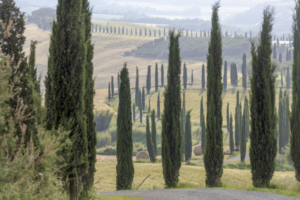 Cypresses  and hay bales in the green gentle hills of Crete Senesi (Senese Clays) province of Siena Tuscany Italy Europe
