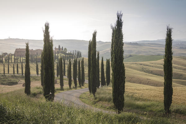 The road curves in the green hills surrounded by cypresses Crete Senesi (Senese Clays) province of Siena Tuscany Italy Europe