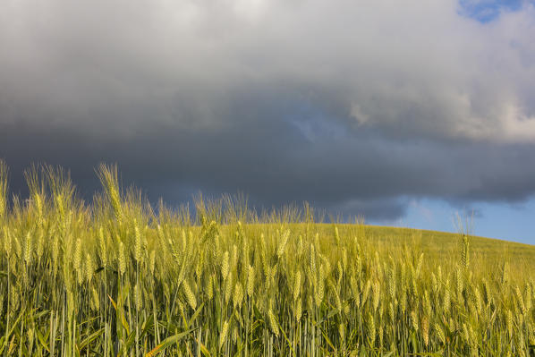 Clouds and sun on the green rolling hills and ears of corn Crete Senesi (Senese Clays) province of Siena Tuscany Italy Europe