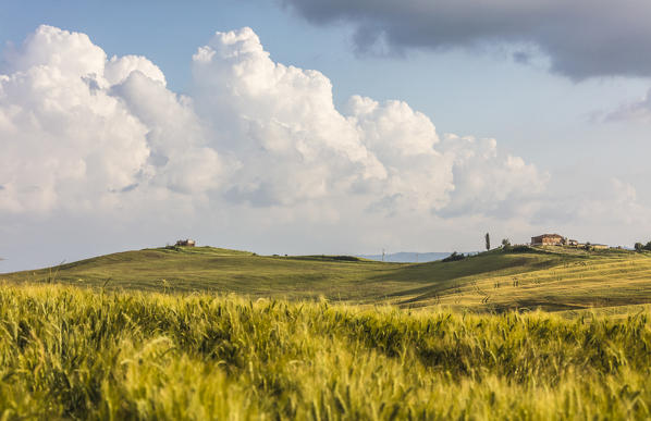 Ears of corn frame the green rolling hills and farm houses Crete Senesi (Senese Clays) province of Siena Tuscany Italy Europe