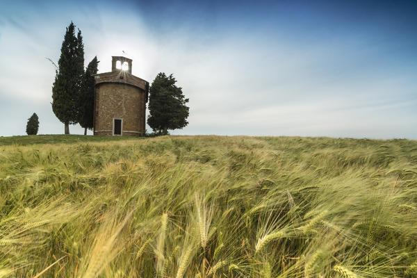 Fields of ears of corn on the gentle green hills of Val d'Orcia province of Siena Tuscany Italy Europe