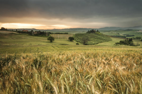 Sunrise on the fields of ears of corn and the gentle green hills of Val d'Orcia province of Siena Tuscany Italy Europe