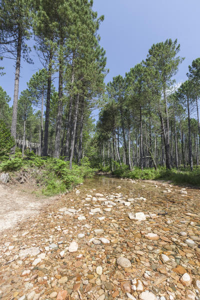 Water of creek flows in the woods Nature Park of the L'Ospedale mountain Piscia Di Gallo Zonza Southern Corsica France Europe