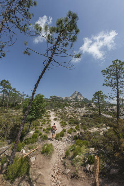 Hiker surrounded by woods in the Nature Park of the L'Ospedale mountain Piscia Di Gallo Zonza Southern Corsica France Europe
