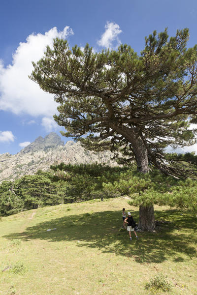 Blue sky on the rocky peaks and green woods of Col de Bavella (Pass of Bavella) Solenzara Southern Corsica France Europe
