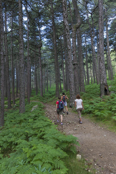 Hikers proceed on the path in the green woods of Col de Bavella (Pass of Bavella) Solenzara Southern Corsica France Europe