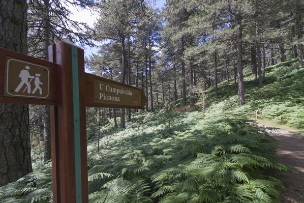 Hiking signboards in the green woods of Col de Bavella (Pass of Bavella) Solenzara Southern Corsica France Europe