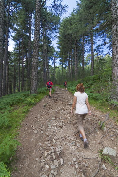 Hikers proceed on the path in the green woods of Col de Bavella (Pass of Bavella) Solenzara Southern Corsica France Europe