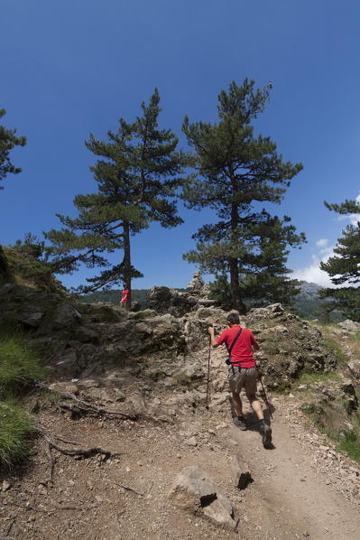 Hikers proceed on the path in the green woods of Col de Bavella (Pass of Bavella) Solenzara Southern Corsica France Europe