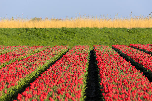 Fields of blooming red tulips in the countryside of Berkmeer municipality of Koggenland North Holland The Netherlands Europe